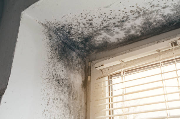 Affordable Mold Cleanup solutions in Rockwood, VA